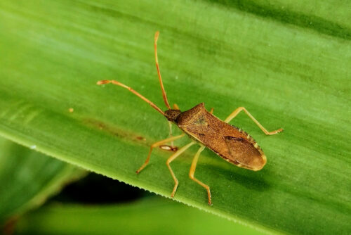 punaise gonocere (gonocerus acuteangulatus)