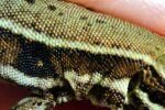 2024 lezard patio mornant (ecailles perlees)