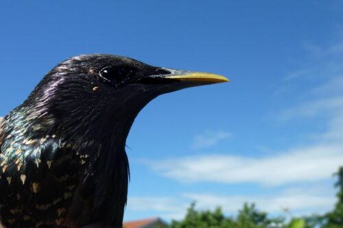 nature 2024 etourneau mornant (4)