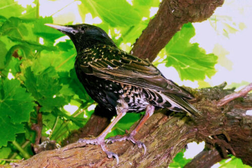 nature 2024 etourneau mornant (8)