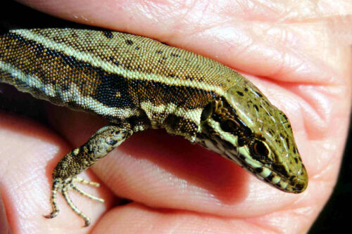 nature 2024 lezard des murailles mornant (3)