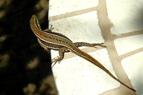 nature 2024 lezard patio mornant (10) detail