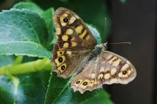 nature 2024 tricis (pararge aegeria) rkm mornant 2014 (3)