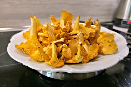 chanterelles des voisins