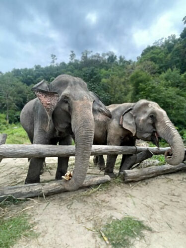 2024 joana thailande 4