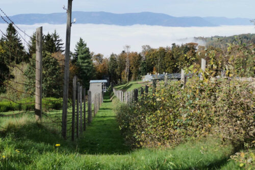 2024 natzviller struthof (11).jpg