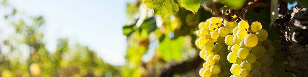 © domaine jost a scharrachbergheim