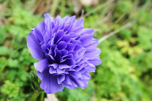anemone (1)