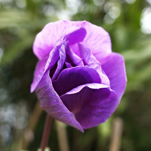 anemone (4)