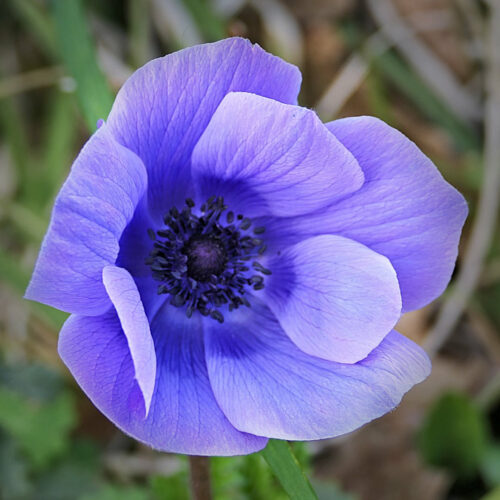 anemone (5)