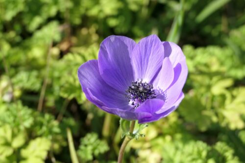 anemone (7)