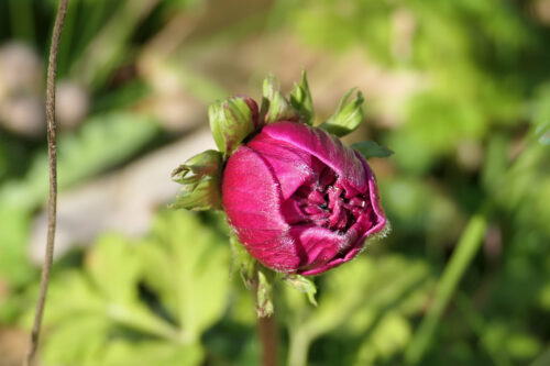 anemone (8)