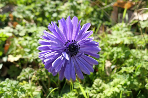anemone (9)