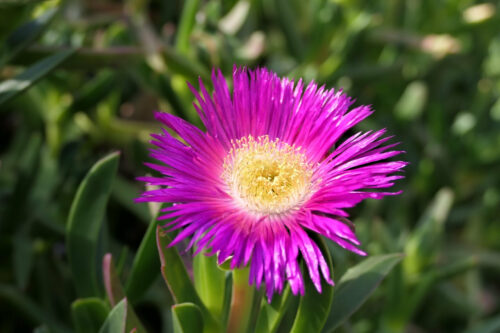 carpobrotus (griffe de sorciere)