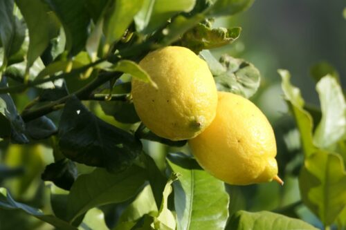 citron (1)
