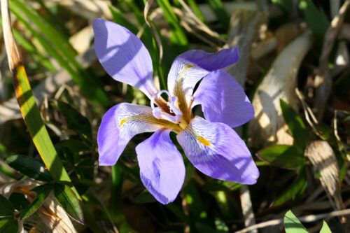 iris d'eau (2)