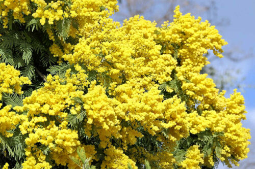 mimosa (12)