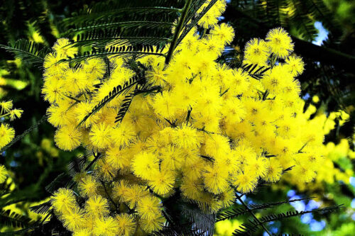 mimosa (2)