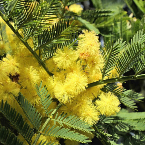 mimosa (5)