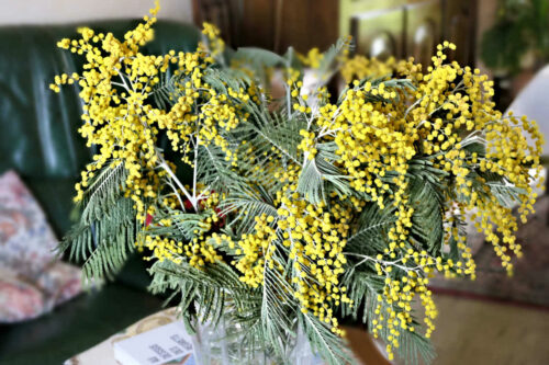 mimosa mornant (9)