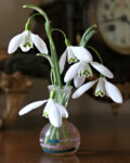 perce neige mornant (6)