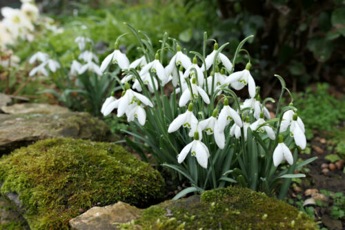 perce neige mornant (9)