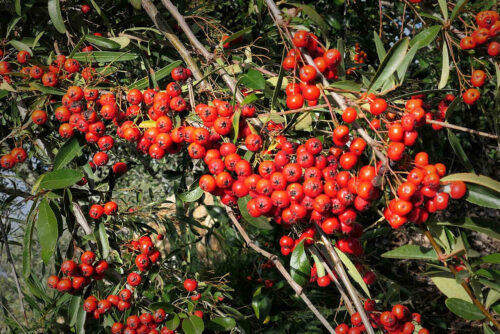 pyracantha (3)