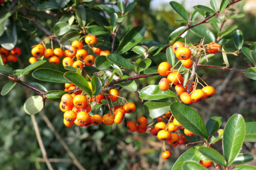 pyracantha (5)
