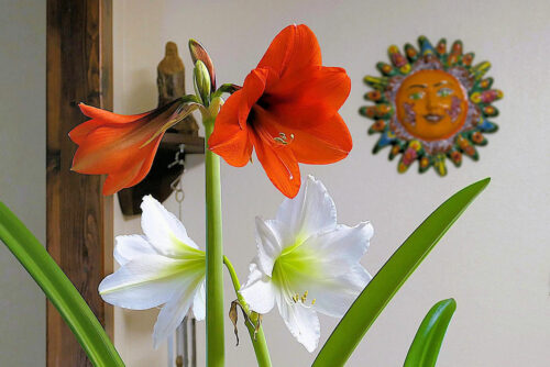amaryllis (hippeastrum) (8)