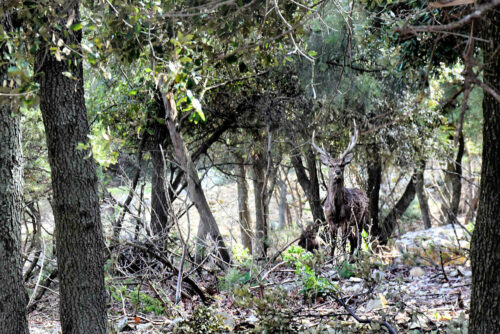 st gely cerf (© parc de coulondres)