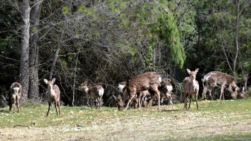 st gely daims (© parc de coulondres)