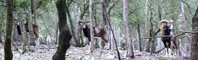 st gely parc (22 23)