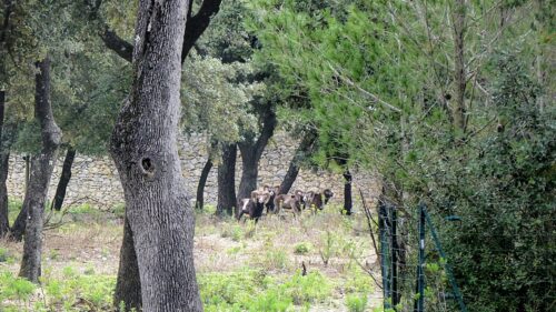 st gely parc (29) 16x9