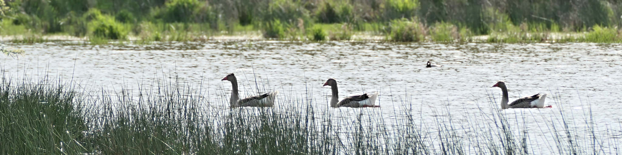 2025 dombes (63) bandeau des oies