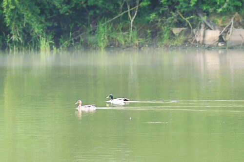 2025 dombes 68 canards