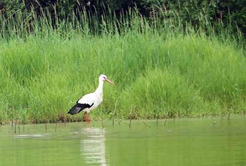 2025 dombes 69 cigogne