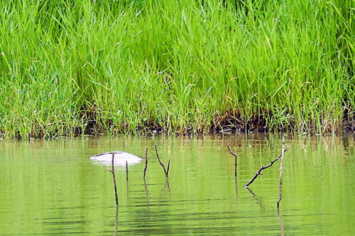 2025 dombes 75 carpe