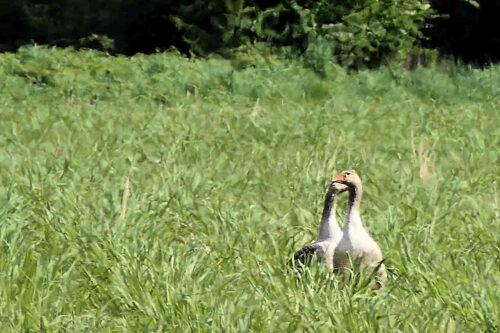 2025 dombes oies cendrees (1)