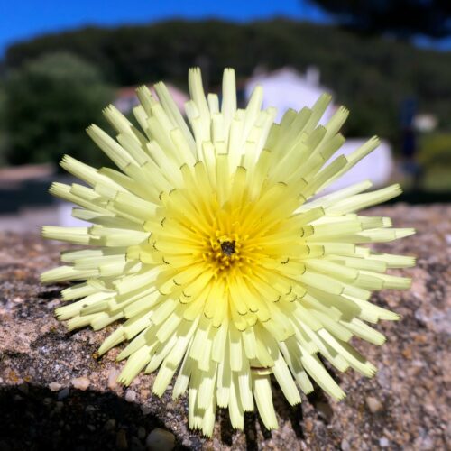 2025 dubois pujet 419