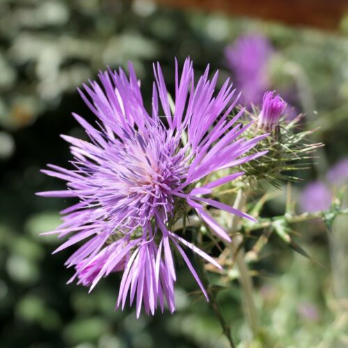 2025 dubois pujet 422