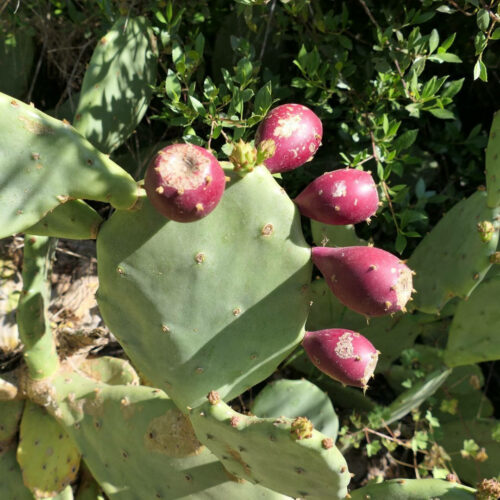 2025 dubois pujet 424