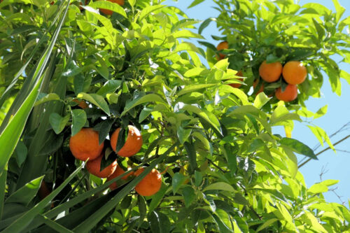 2025 dubois pujet 435