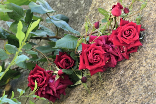 2025 dubois pujet 436