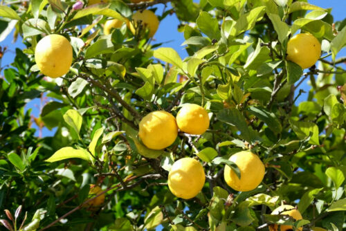 2025 dubois pujet 439