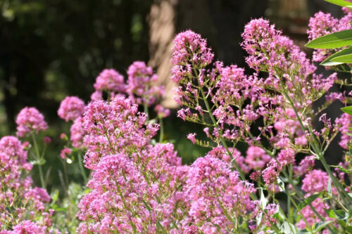 2025 dubois pujet 440