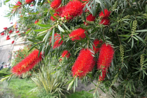 blk montengro kotor 1407