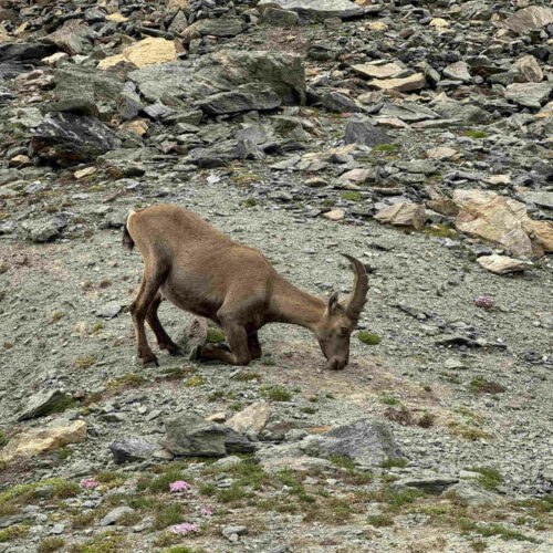 2025 v f castor et polux 4 carre