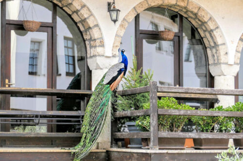 blk macedoine lac d'ohrid monastere de naum 2066