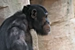 beauval singe chimpanze 153
