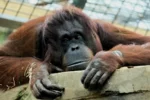beauval singe oran outang 160